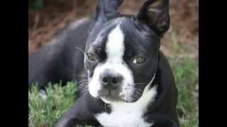 Watch Eric Clapton Hound Dog video