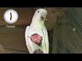 Snippet: Wild cockatoos make their own cutlery sets