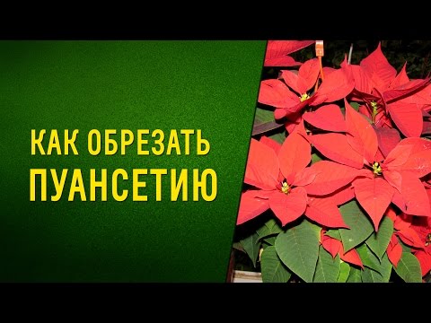 Как обрезать пуансеттию