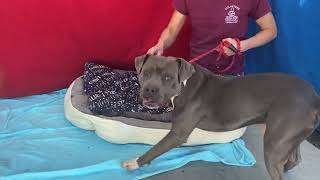 A5508260 Gary Pitbull