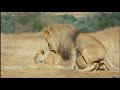Mating • Lions mating each other in wild.