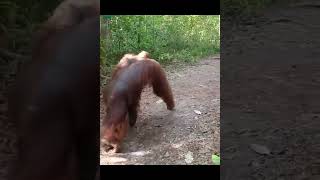 Giant Male Orangutan Walks Pathway.