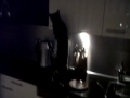 bengaalse tijgerkat