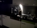 bengaalse tijgerkat