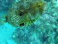 Puffer Fish Dive Movie - Couples Negril