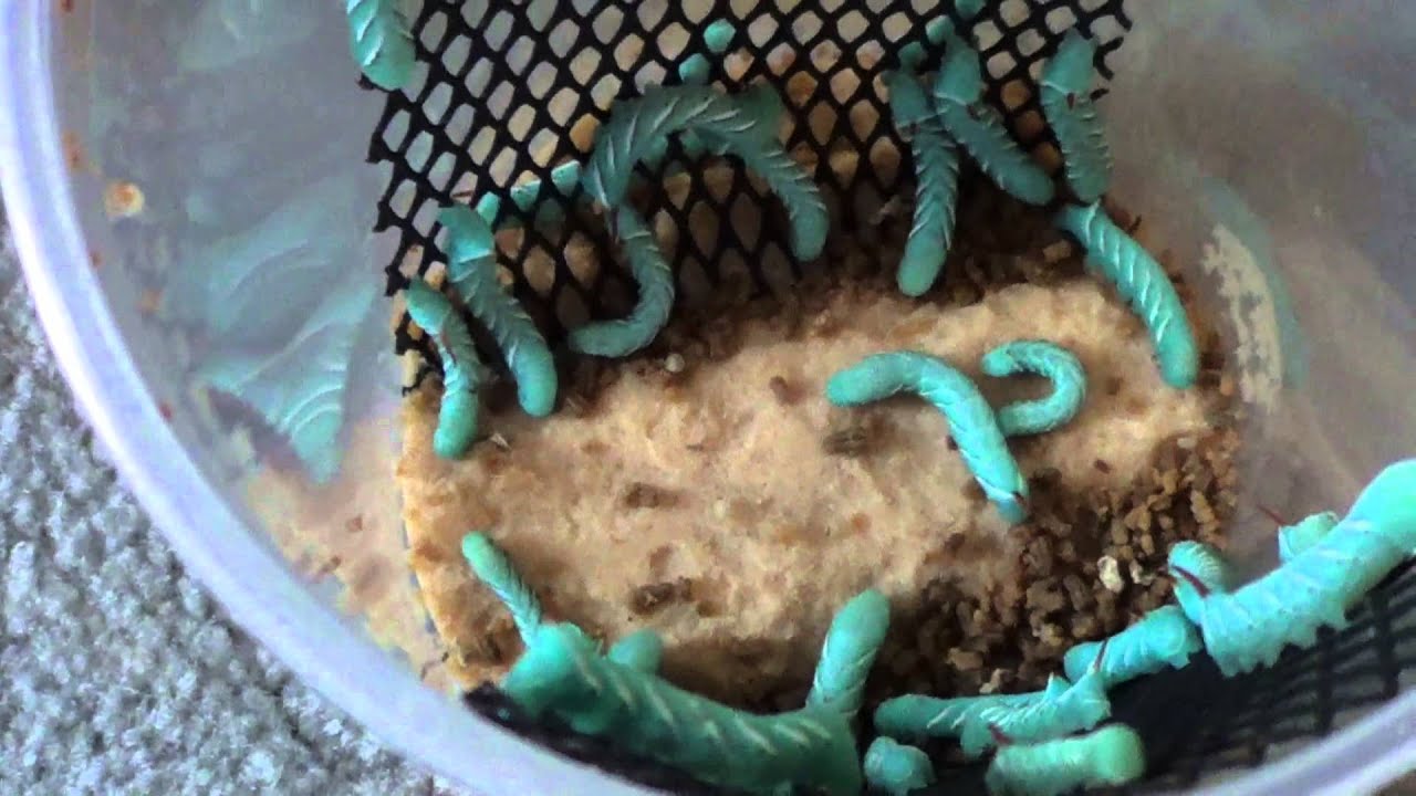 Hornworm and Butterworm Unboxing and Worm Breeding Update - YouTube