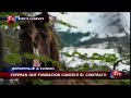 caballos salvajes