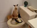 A Siamese Cat Using Toilet