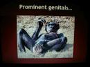 Bonobos - slideshow