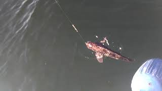 Bodega Bay Fishing Charter | REEL MAGIC Sport Fishing Charters VID 20151128 115858452
