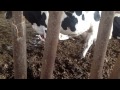 Cow Gives Birth images Cow Gives Birth