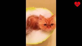 Cute is Not Enough | Funny Cats and Dogs Compilation | Pet Center p67