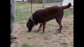 Jack-Available At The Humane Society Of Missouri
