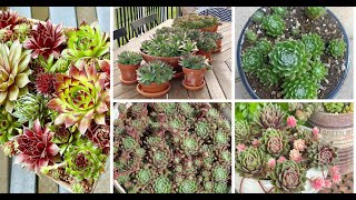 The Ultimate Guide To Hens And Chicks Succulent Care