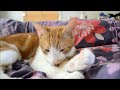 Oscar S Cute Surprise images Oscar S Cute Surprise