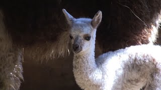 Conheça Uma Criação De Lhamas E Alpacas