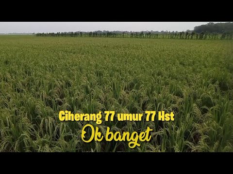 Ciherang 77 umur 77 Hst, Ok banget