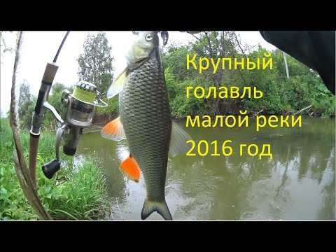 рыбалка на донку на голавль в реке рыбалка на донку на голавль в реке