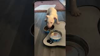 English Bullterrier Puppy Eating For The First Time