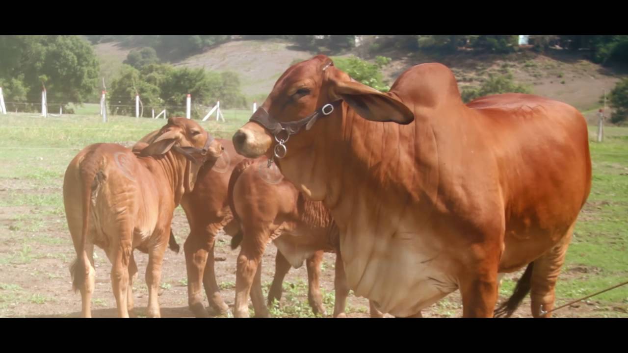 Videos - Hacienda el Cucharo WEB