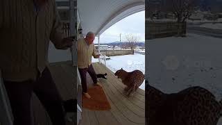 Brave Cat Saves Elderly Man From Wild Leopard Attacks Caught On Ring Camera