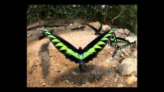 Panasonic Lumix Gh3 Trailer