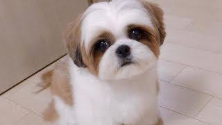 Cute Dog videos - Cute and Funny Dog Moments Compilation #1