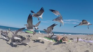 Mom Sleeps Thru Seagull Attack Prank!!