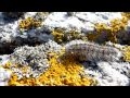 Paddling Nassa Video Paddling Nassa Video