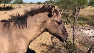 RANCHOLAROSA. GRULLOS 2018 DE MATTDILLON DUNITNICE#CUARTODEMILLA