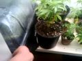 marijuana grow tent (4)