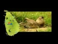 Ceylon Holidays CMB ( Wonder Island of Asia - Wildlife )
