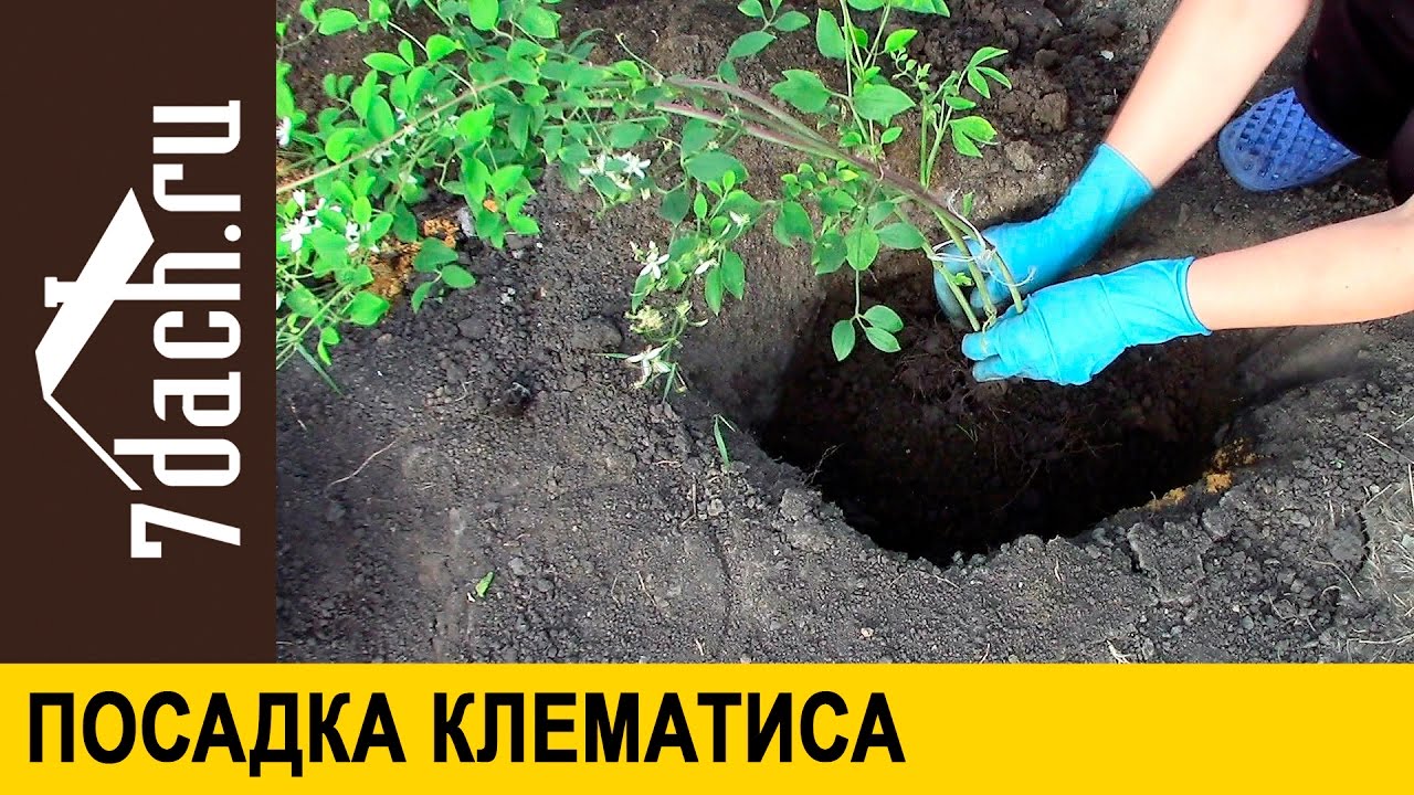 Клематис как сажать первогодку 32