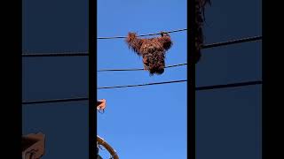 Male Orangutan Traversing.