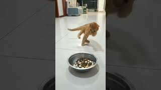 Oryantal Kedi̇