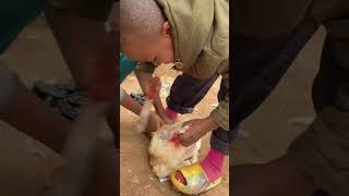 Watch How This Little Boy Killing His Birthday Chicken