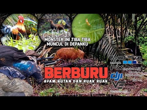 Nekat berburu ayam hutan di habitatnya babi hutan @huntergumarapus1833