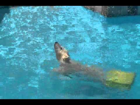 円山動物園ホッキョクグマ　プールで遊ぶコグマ　2011．6．16