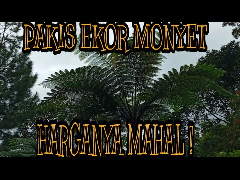 Melimpah , Pakis Ekor Monyet Tumbuh Liar Di Sepanjang Jalan Menuju Hutan || Tanaman Hias