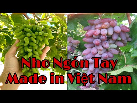 Tham quan vườn nho NGÓN TAY made in Việt Nam - Ninh Thuận | Tư vấn & Mua giống : 056.85.83.707