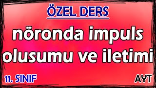 2 Nöronda İmpuls Oluşumu Ve İletimi - Özel Ders 11. Sınıf