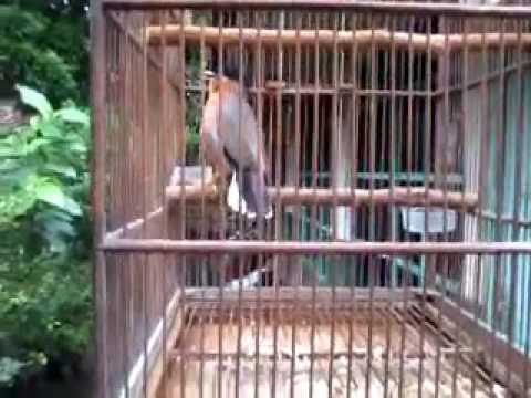 VIDEO : kicau jalak brahmana gacor buka ekor - brahminy starling, atau di sini sering disebutbrahminy starling, atau di sini sering disebutjalakbrahmana, memiliki jambul panjang mirip denganbrahminy starling, atau di sini sering disebutbr ...