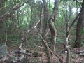 мусор человеческий. И лесные красоты 