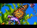 Beautiful Butterflies & The Best Relaxing Piano - Sleep Relaxing Music - 2 Hours - HD 1080P