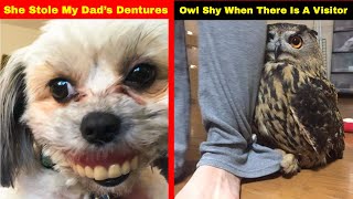 Hilarious Photos That Prove Once You Get A Pet You Will Never Be Sad Again