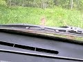 chevrolet niva in the forest near Vyazma 2