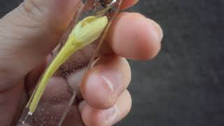 Resin Hình Trụ Vuông Phối Nụ Hoa Vàng