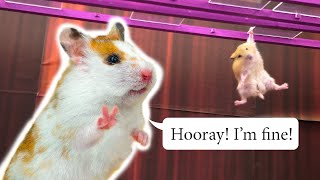 Squid Game Vs Hamsterious Behind The Scenes