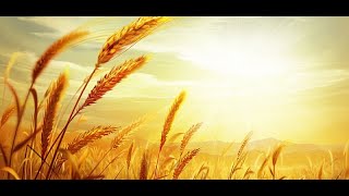 Pastor Chance | Ruth: Introduction (8-11-19)