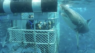Great White Shark Cage Diving Bluff New Zealand